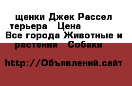 щенки Джек Рассел терьера › Цена ­ 27 000 - Все города Животные и растения » Собаки   